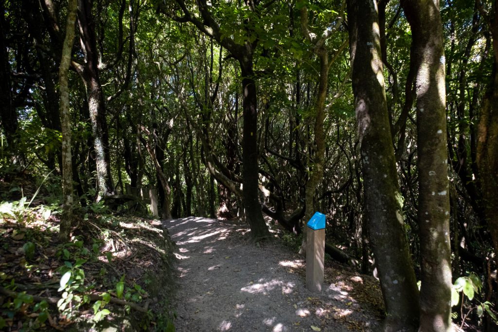 A footpath leading through a vast forest of tall trees on the Northern Walkway.