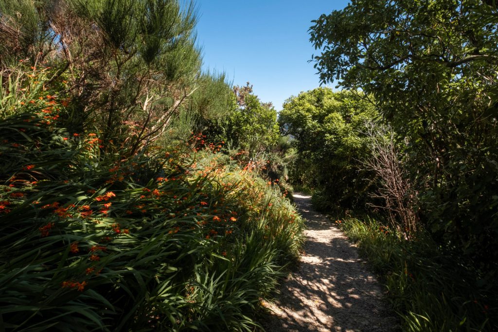 A path leading through trees and beautiful grassy scenery on a Walking track in Wellington, New Zealand.