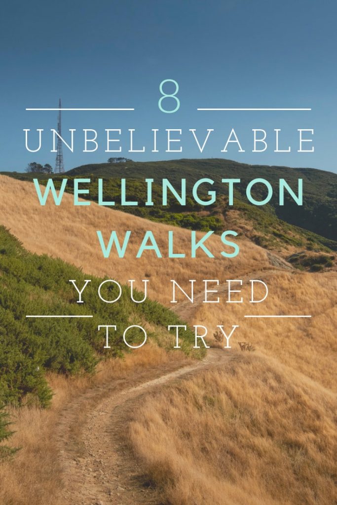 A track leading through golden grassy hills on one of Wellingtons Walks.